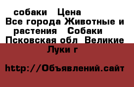 собаки › Цена ­ 2 500 - Все города Животные и растения » Собаки   . Псковская обл.,Великие Луки г.